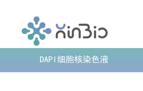 DAPI细胞核染色液