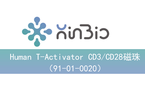Human T-Activator CD3/CD28磁珠（91-01-0020）